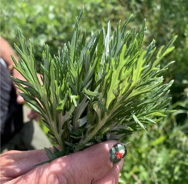 HomeMade presents: Foraging with Steve England at The Community Orchard