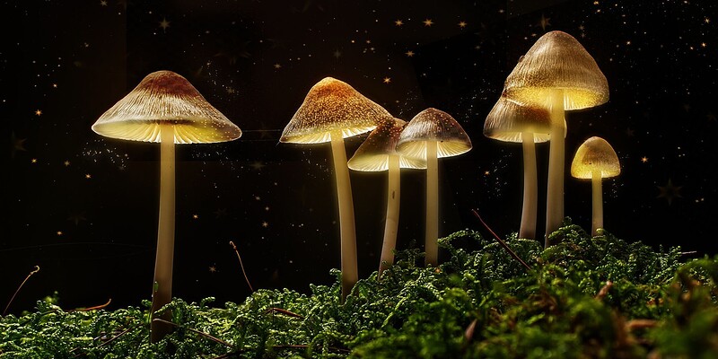The Science of Magic Mushrooms with Dr David Luke at The Hen & Chicken