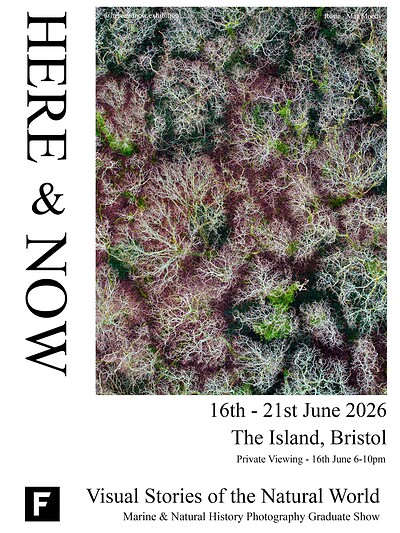 Here and Now at The Island