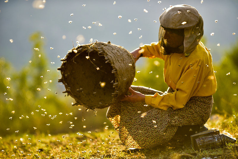 Honeyland: Documentary Film Screening at The Trinity Centre