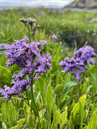 Nature Queerdos: Coastal forage at Weston-Super-Mare