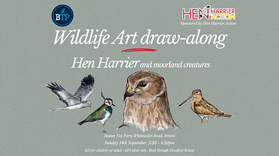 Wildlife Art Draw-along: Hen Harrier & moorland creatures at Whiteladies Road Boston Tea Party