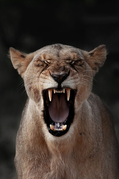 Lion's Breath: The Long Exhale at Yogasara